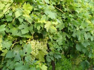 Image of Dorona grapes ripening on vines