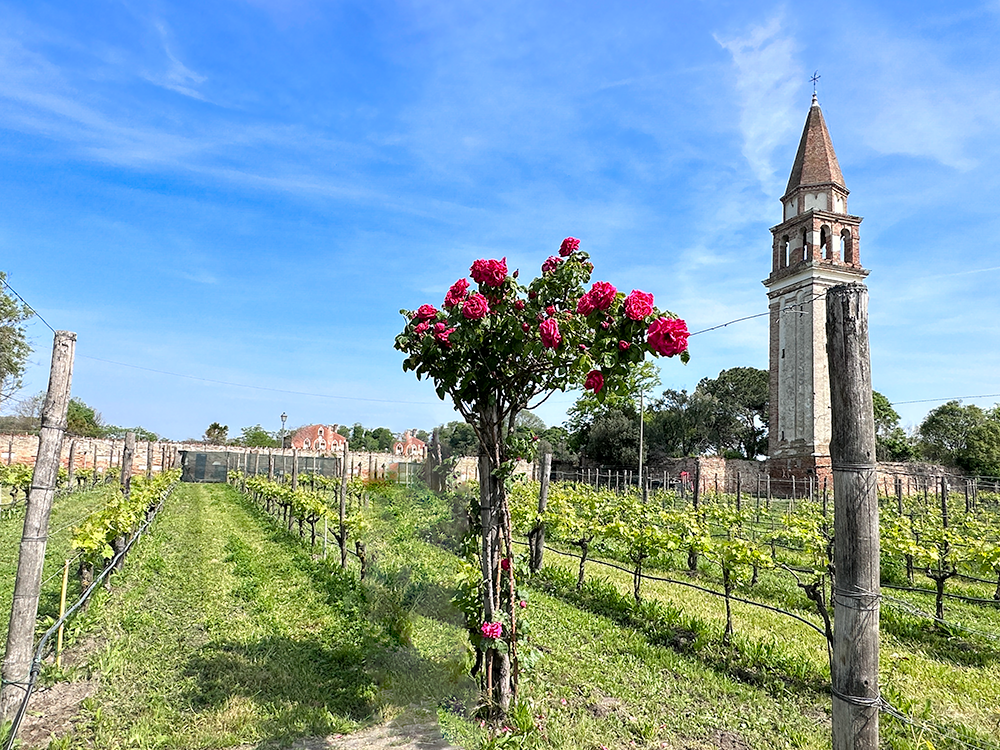 Venissa vineyard, rose bush and bell tower